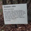 Narrow Leaf Ironbark, Australian Botanical Gardens, Mt Annan
